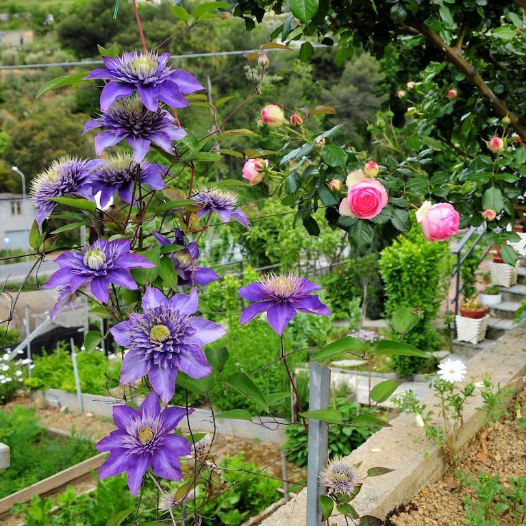 Вилла Le Rose San Biagio della Cima Экстерьер фото