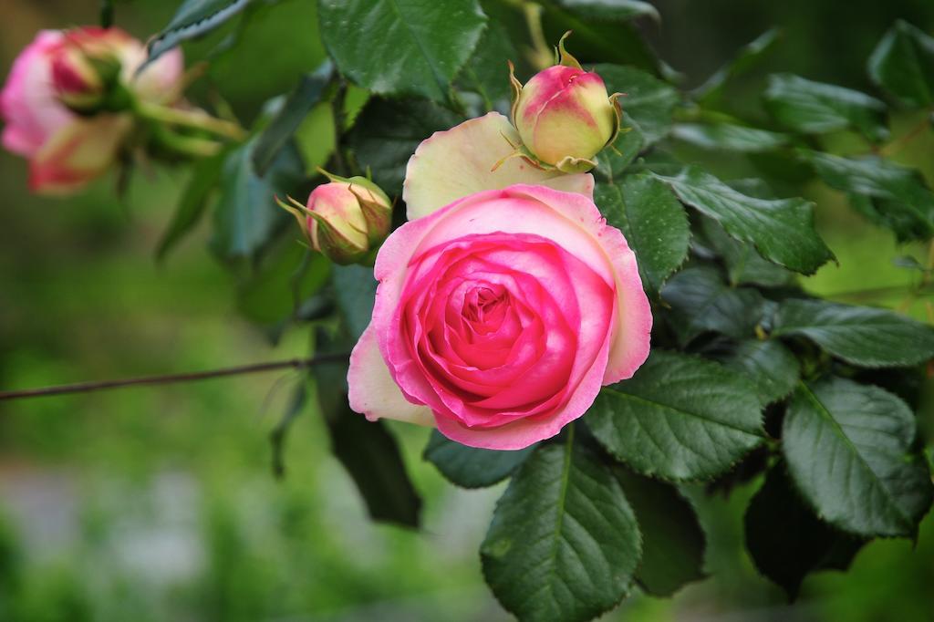 Вилла Le Rose San Biagio della Cima Экстерьер фото