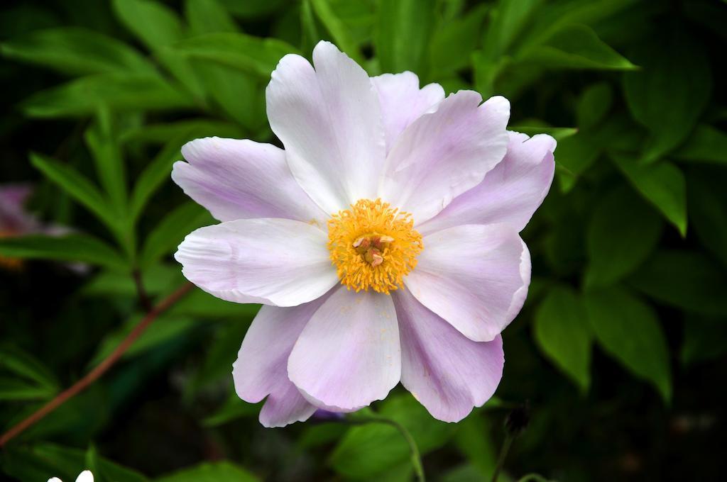 Вилла Le Rose San Biagio della Cima Экстерьер фото
