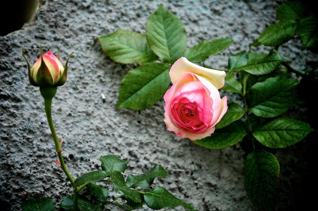 Вилла Le Rose San Biagio della Cima Экстерьер фото
