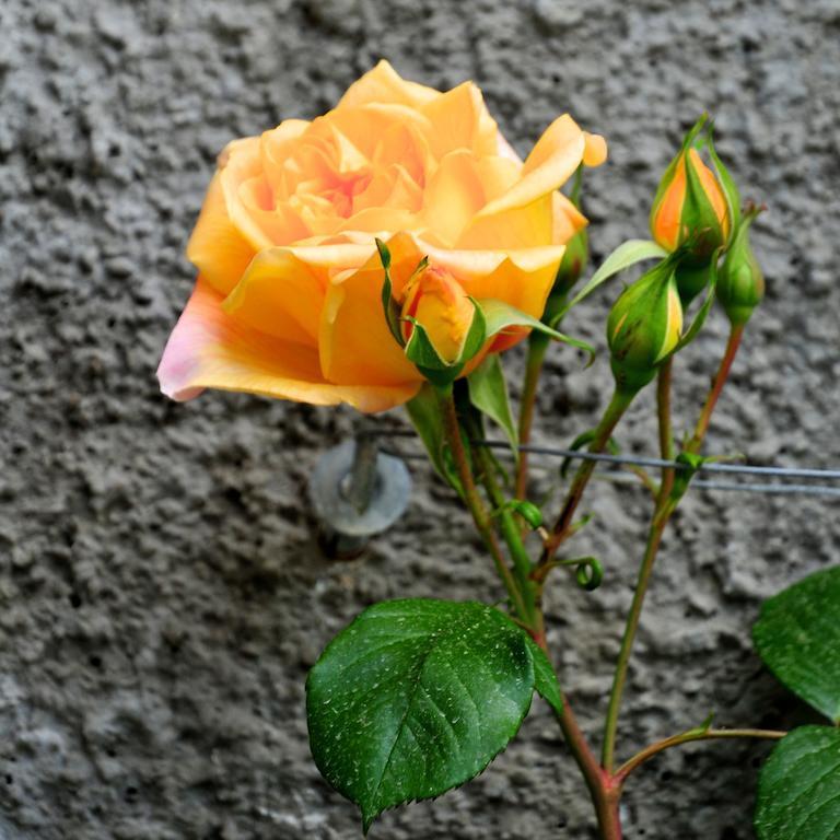 Вилла Le Rose San Biagio della Cima Экстерьер фото