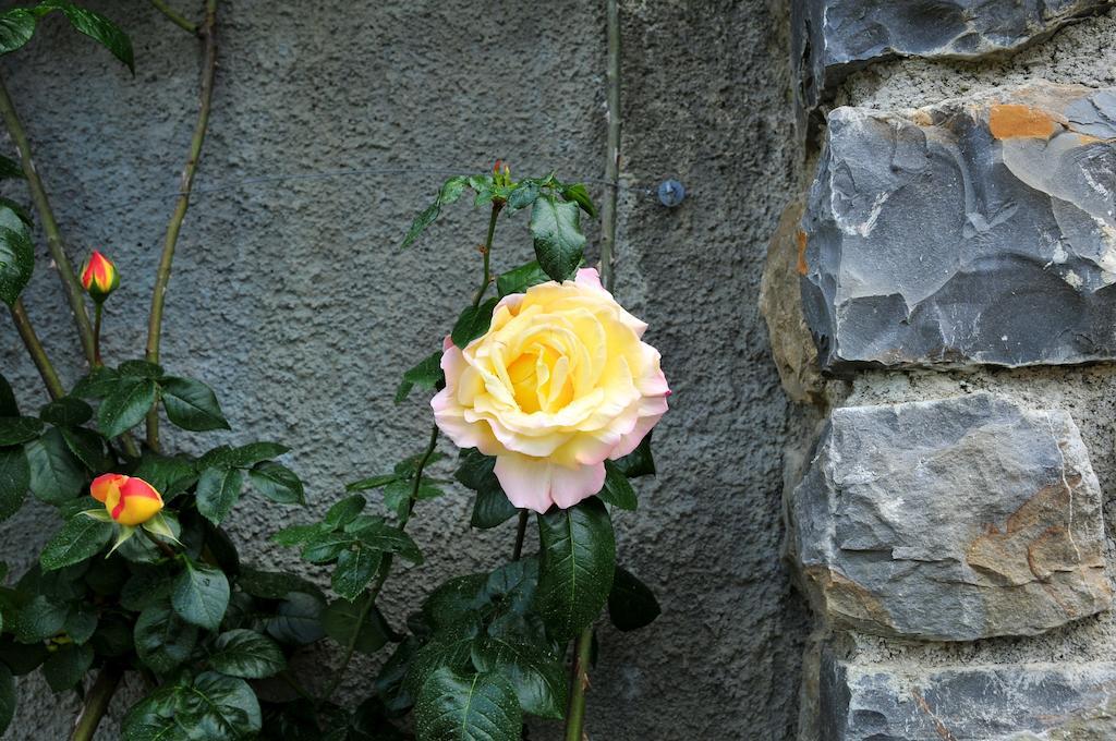 Вилла Le Rose San Biagio della Cima Экстерьер фото