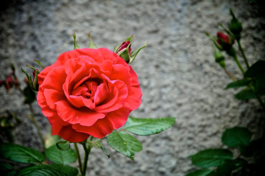 Вилла Le Rose San Biagio della Cima Экстерьер фото