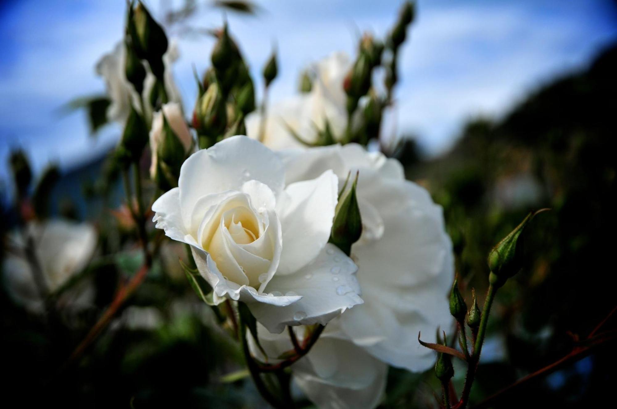 Вилла Le Rose San Biagio della Cima Экстерьер фото