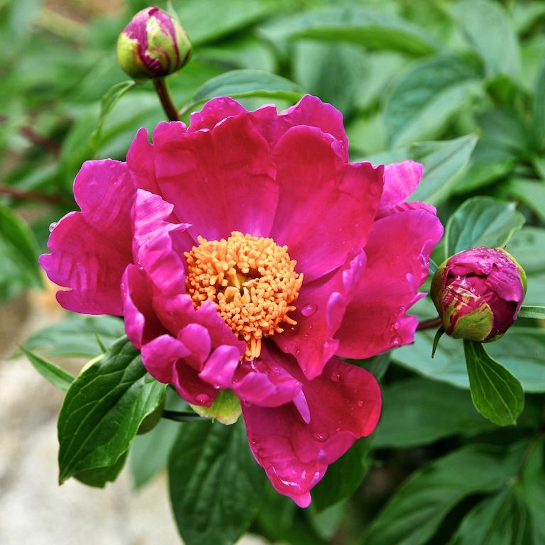 Вилла Le Rose San Biagio della Cima Экстерьер фото